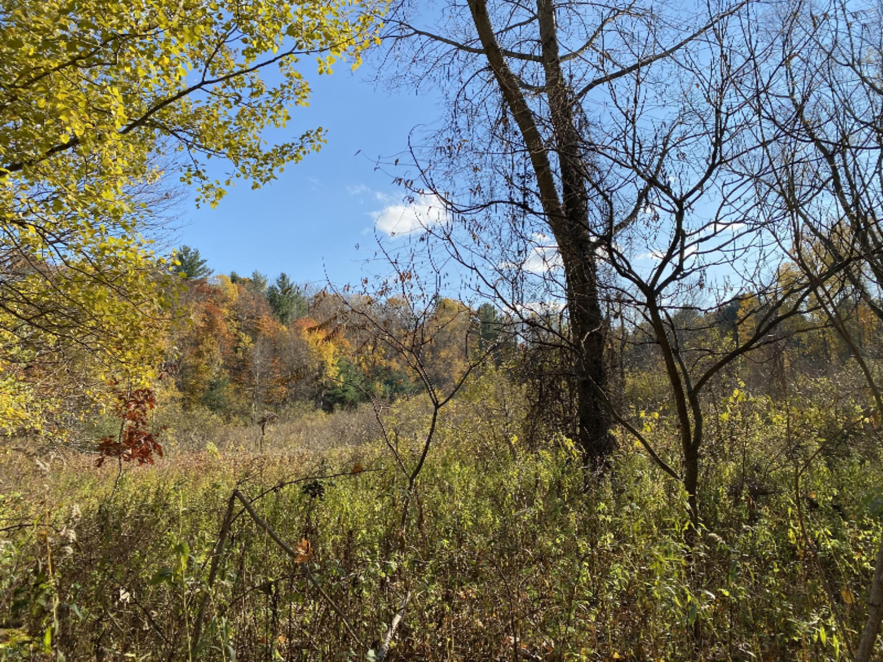 4067 Kettner Road, Unit 98 ACRES) Manistee, MI 49660 - Photo 19 of 30 Great variety on 98+ acres