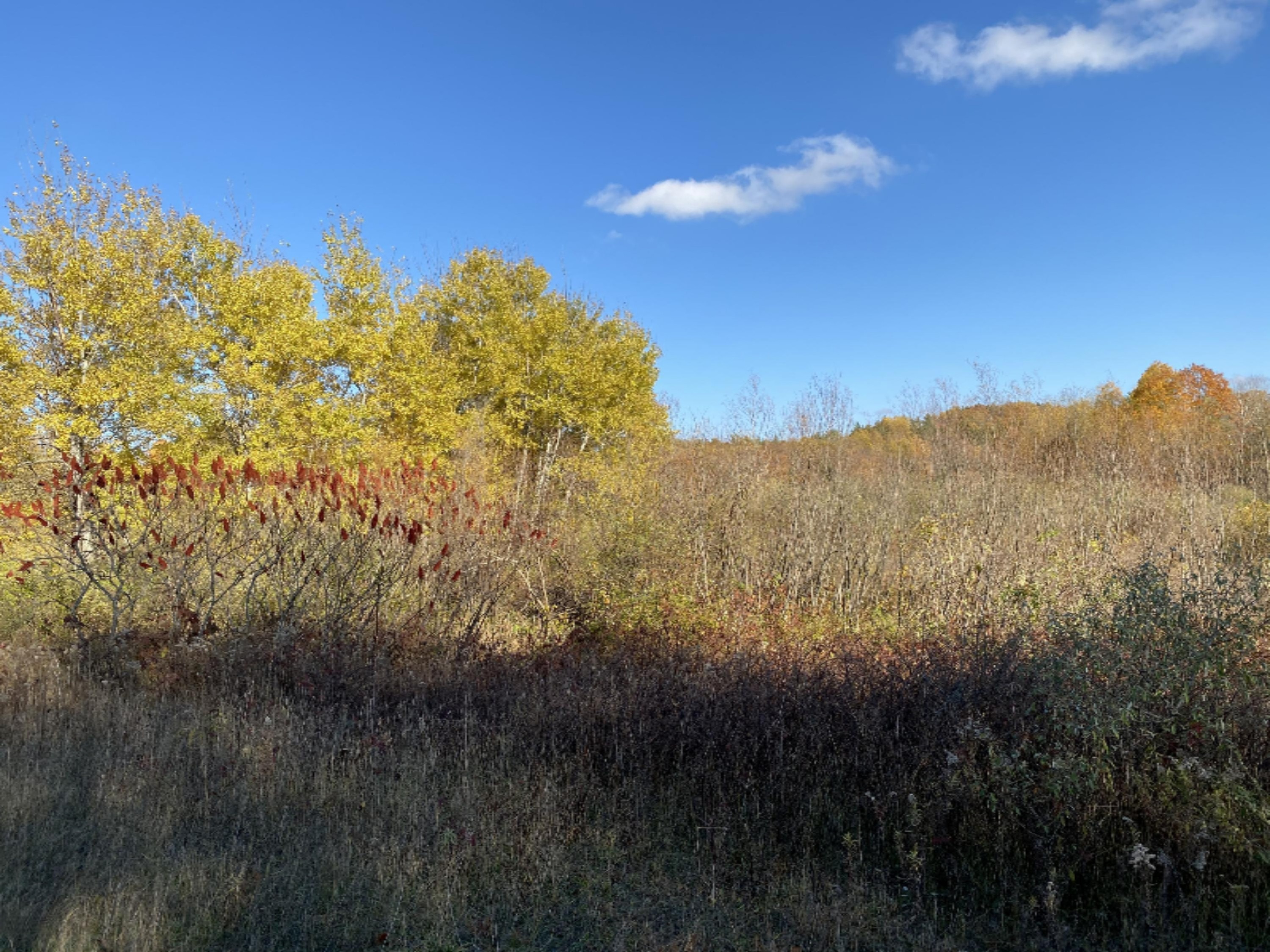 4067 Kettner Road, Unit 98 ACRES) Manistee, MI 49660 - Photo 20 of 30 Mixture of trees and bushes