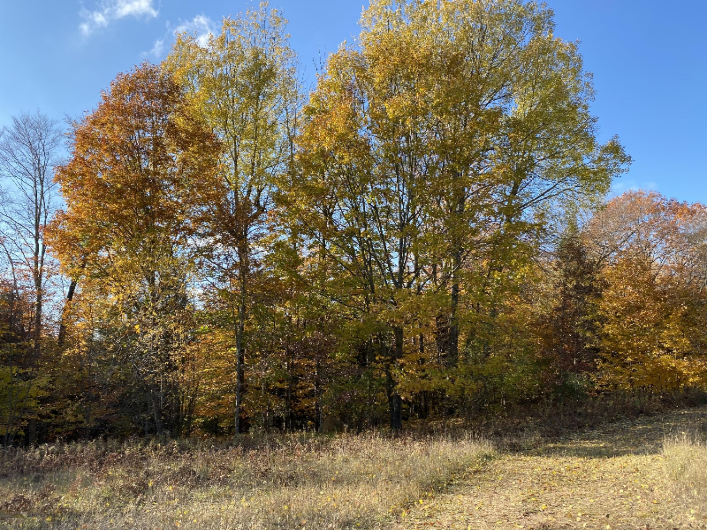 4067 Kettner Road, Unit 98 ACRES) Manistee, MI 49660 - Photo 4 of 30 Beautiful Location!