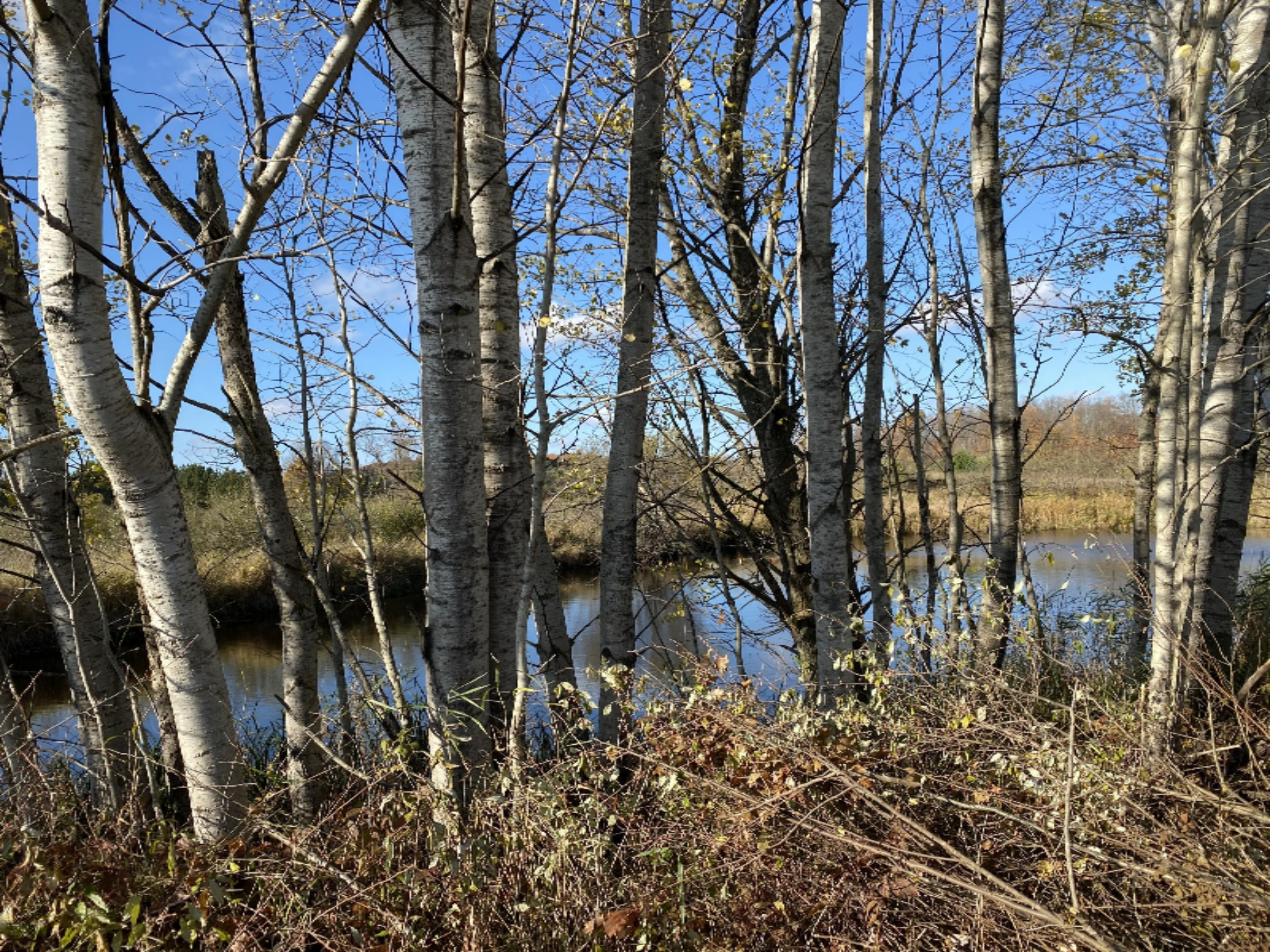 4067 Kettner Road, Unit 98 ACRES) Manistee, MI 49660 - Photo 5 of 30 Small Pond