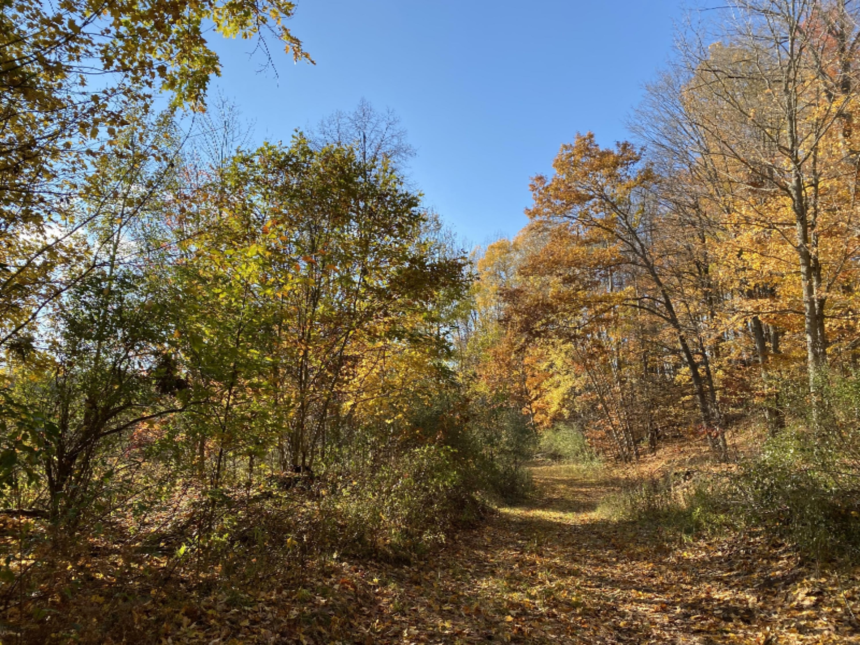 4067 Kettner Road, Unit 98 ACRES) Manistee, MI 49660 - Photo 6 of 30 Wonderful Paths