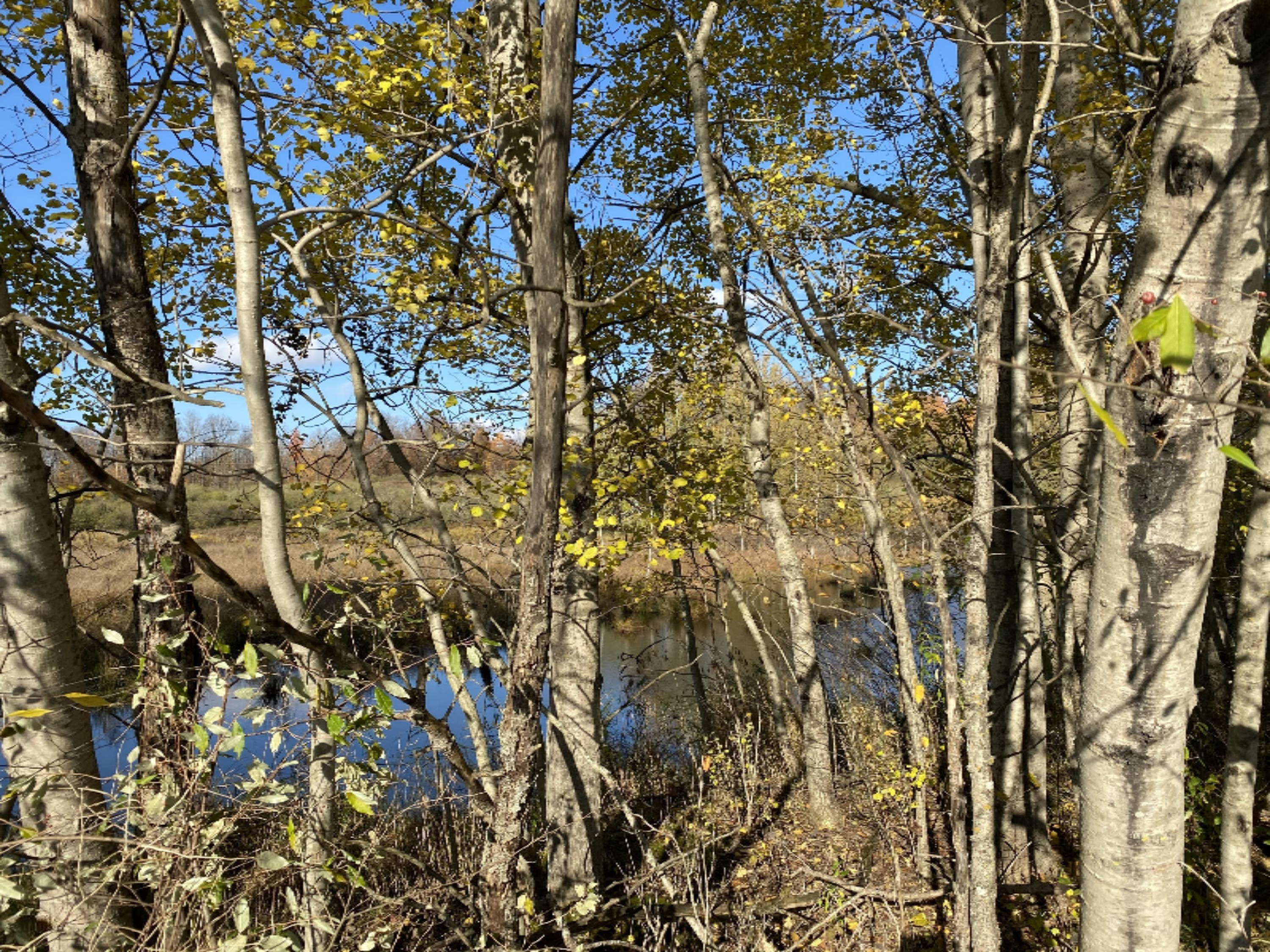 4067 Kettner Road, Unit 98 ACRES) Manistee, MI 49660 - Photo 7 of 30 Big Pone - owns half