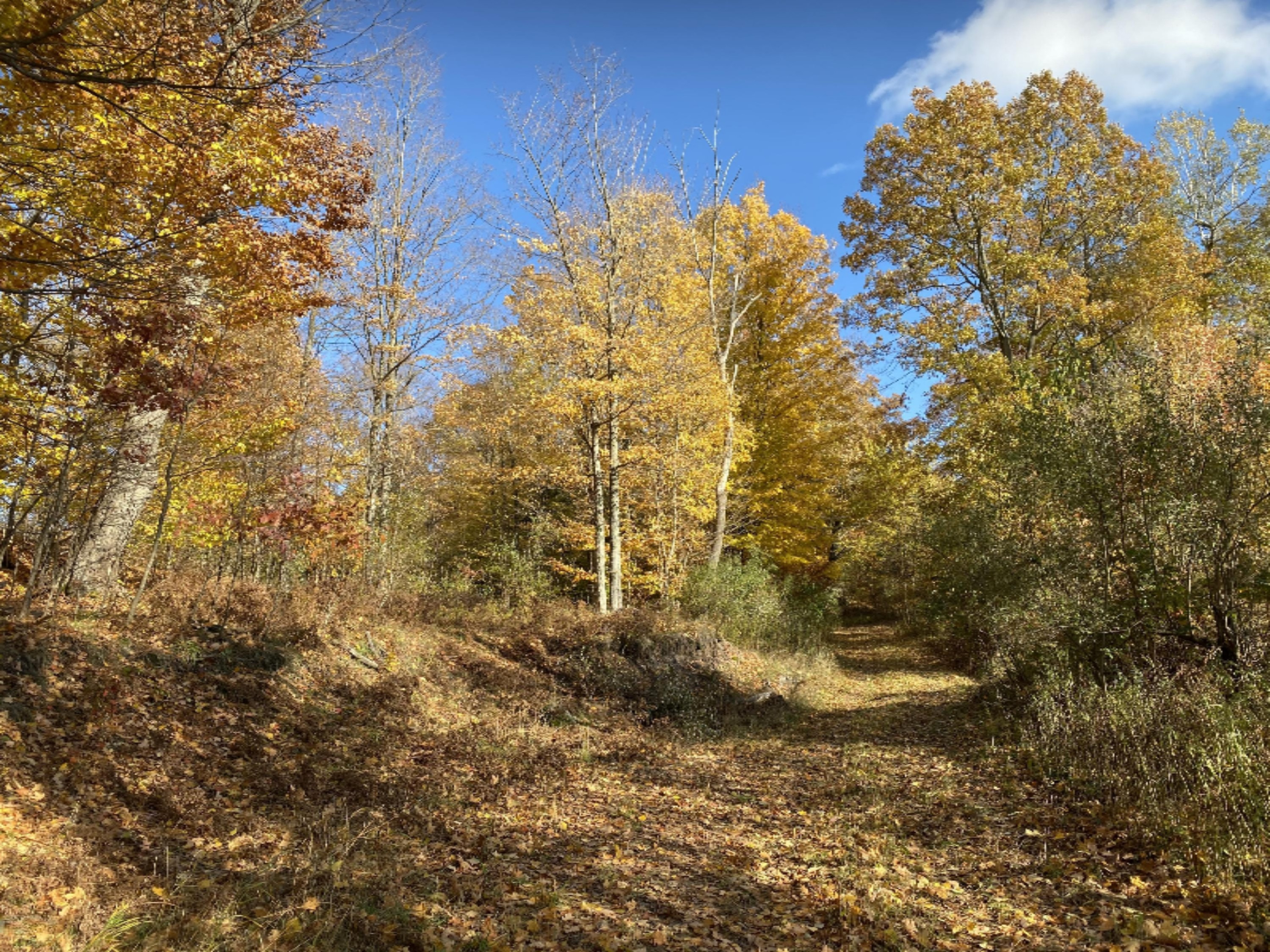 4067 Kettner Road, Unit 98 ACRES) Manistee, MI 49660 - Photo 9 of 30 Rolling Hills