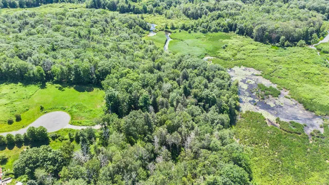 a view of a forest with a tree