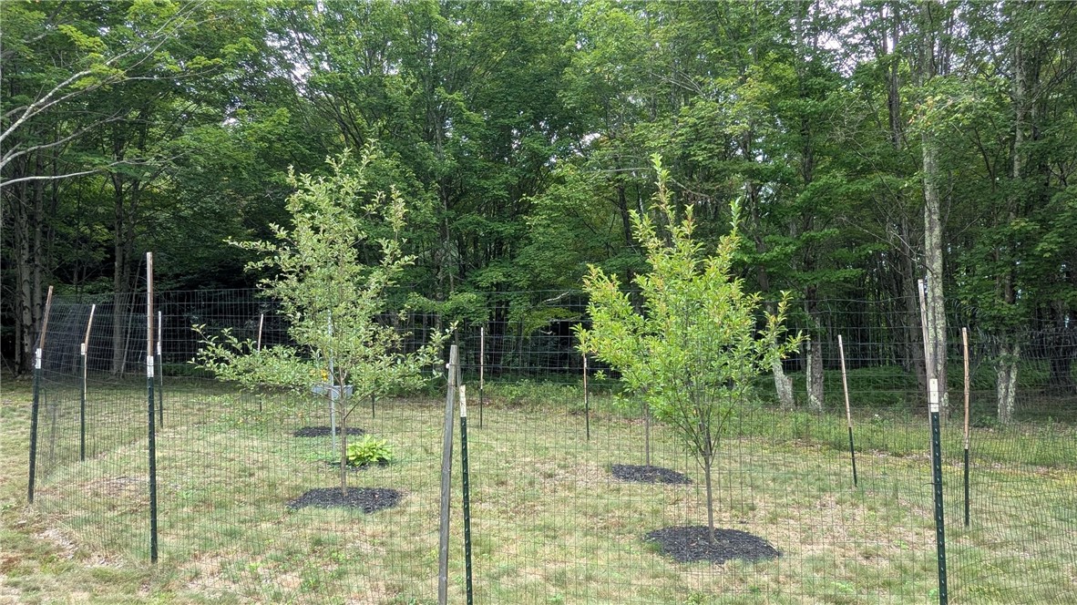 12-2-11 Wood Road Jefferson, NY 12093 - Photo 18 of 42 Fruit trees include 2 apple, 2 plum fenced to prot