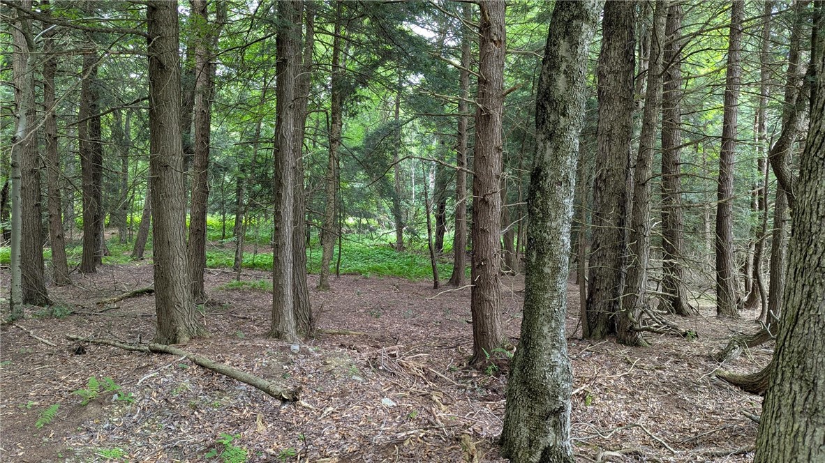 12-2-11 Wood Road Jefferson, NY 12093 - Photo 26 of 42 View of lot towards rear