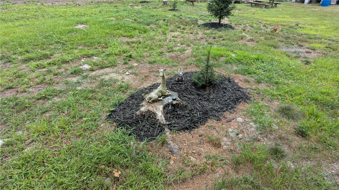 12-2-11 Wood Road Jefferson, NY 12093 - Photo 29 of 42 Small evergreen just waiting for your Holiday deco