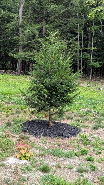 12-2-11 Wood Road Jefferson, NY 12093 - Photo 30 of 42 More mature evergreen to add to charm of lot