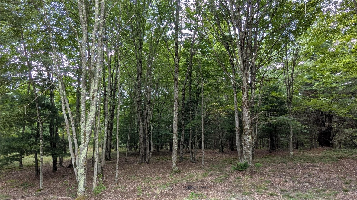 12-2-11 Wood Road Jefferson, NY 12093 - Photo 35 of 42 groomed forest area