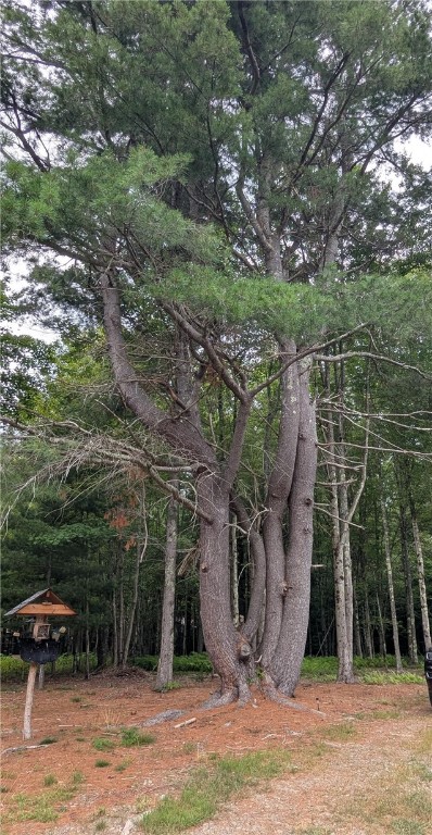 12-2-11 Wood Road Jefferson, NY 12093 - Photo 39 of 42 one of several very interesting pines on lot