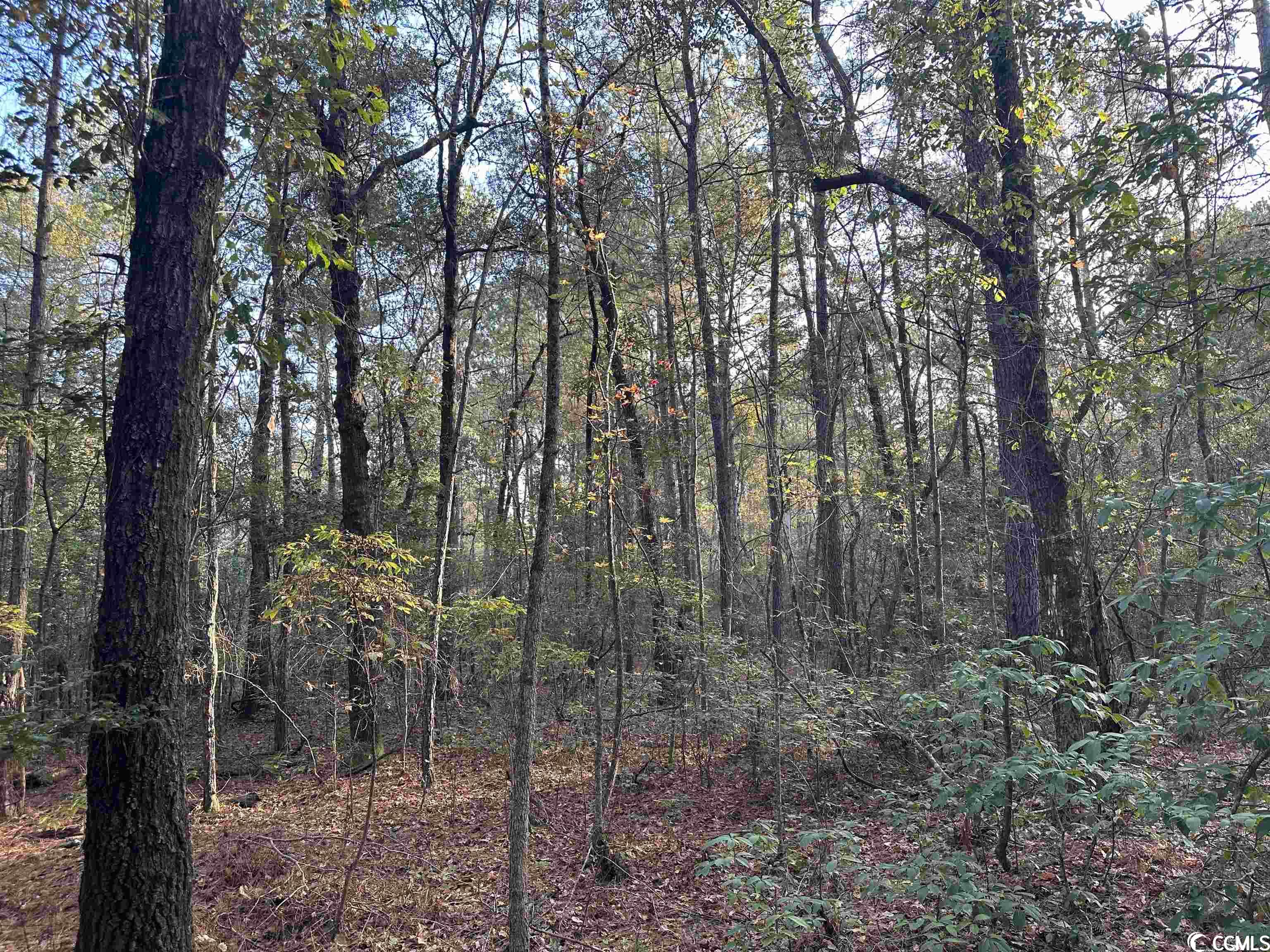 Tbt Francis Marion Road Florence, SC 29506 - Photo 5 of 12 Gallery Image 5