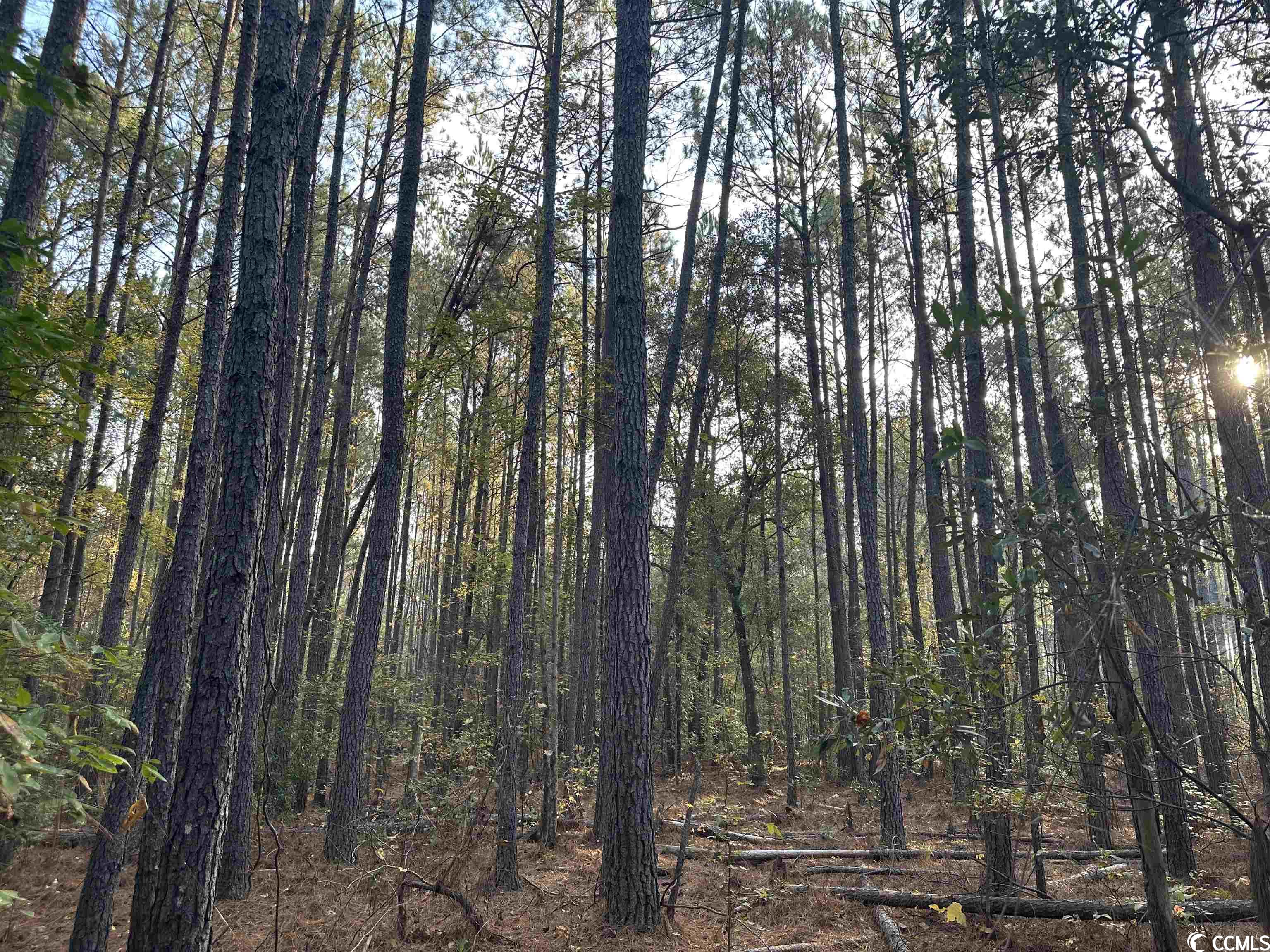 Tbt Francis Marion Road Florence, SC 29506 - Photo 10 of 12 Gallery Image 10