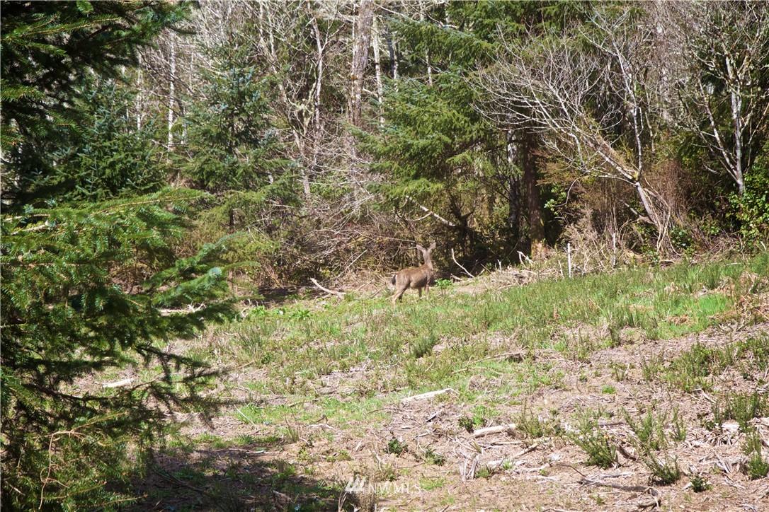 31509 Sandridge Road Ocean Park, WA 98640 - Photo 3 of 6 Gallery Image 3