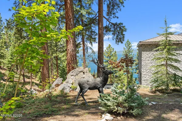 a view of a yard with trees