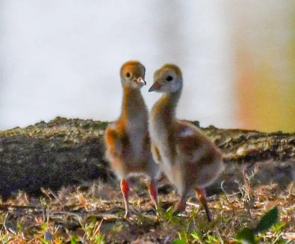 $3,000,000 | 5051 Tozour Road, Fort Pierce, FL 34946