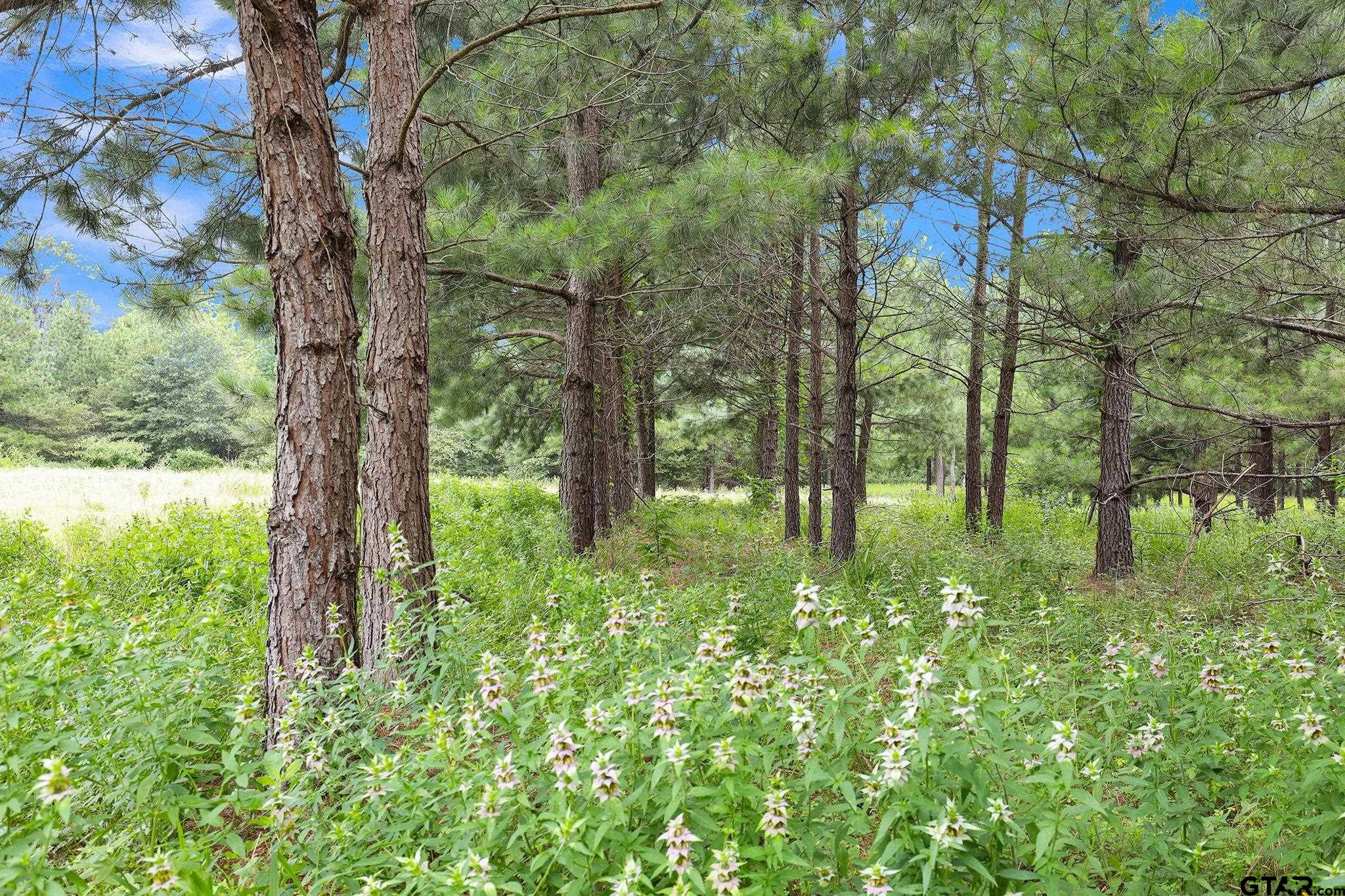 10114 C R 272 Tyler, TX 75702 - Photo 16 of 36 a backyard of a house with lots of green space and fountain