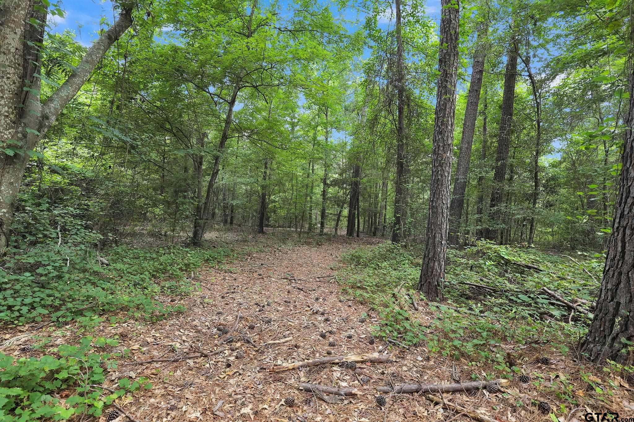 10114 C R 272 Tyler, TX 75702 - Photo 18 of 36 a view of a lush green forest