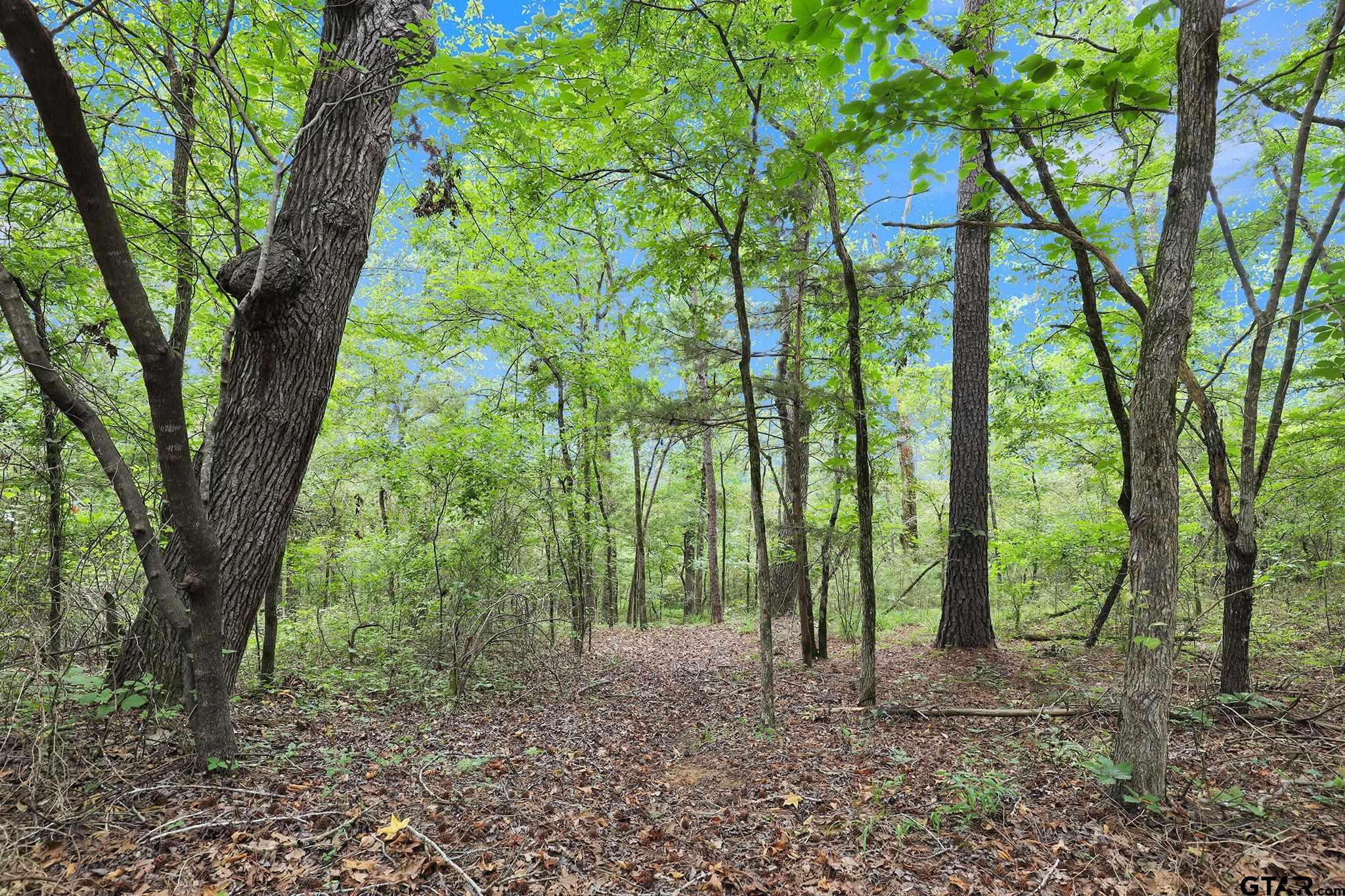 10114 C R 272 Tyler, TX 75702 - Photo 21 of 36 a view of outdoor space and trees