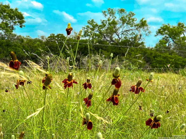 $420,000 | 0 Count Road 5232, Yancey, TX 78850