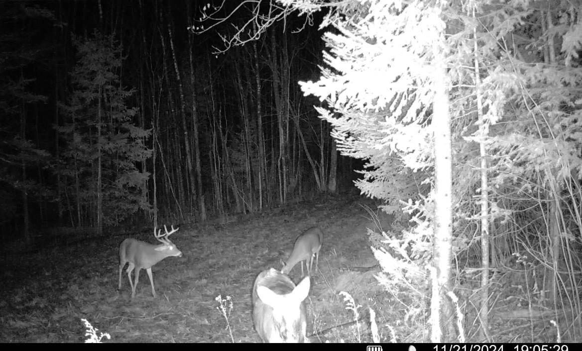 N11453 Cth F Phillips, WI 54555 - Photo 55 of 56 Gallery Image 55