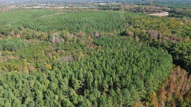 an aerial view of forest