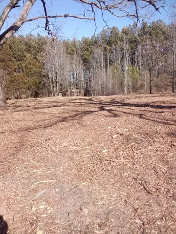a dirt road with large trees