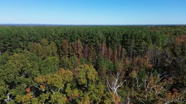 a view of a green field with lots of bushes
