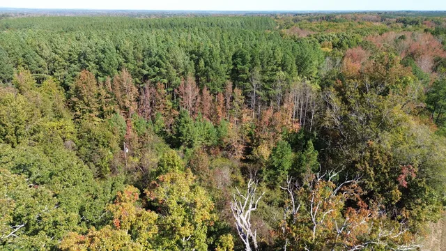 a view of a lush green forest with a lake and trees
