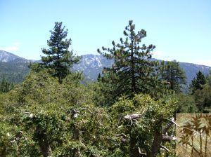 52901 Pine Cove Road, Unit 22 Idyllwild, CA 92549 - Photo 14 of 15 a view of a tree in a field with a tree