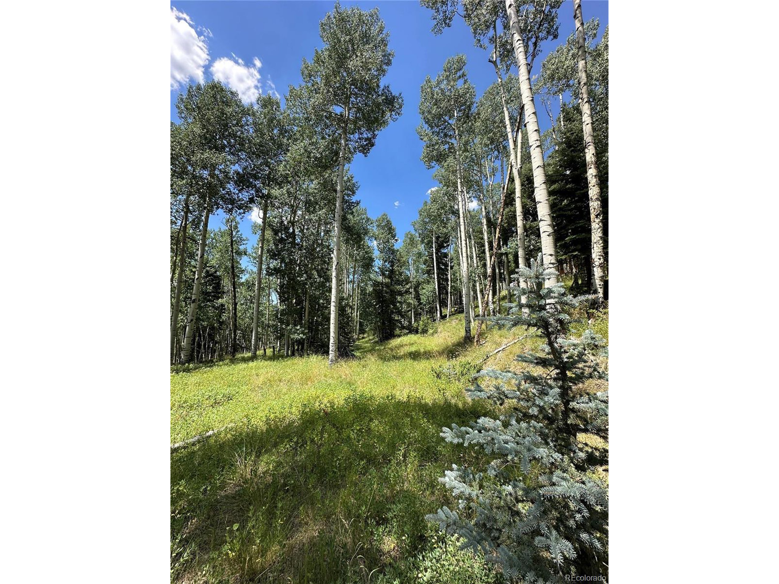 7 Calkins Street Del Norte, CO 81132 - Photo 2 of 8 a view of a yard with a tree