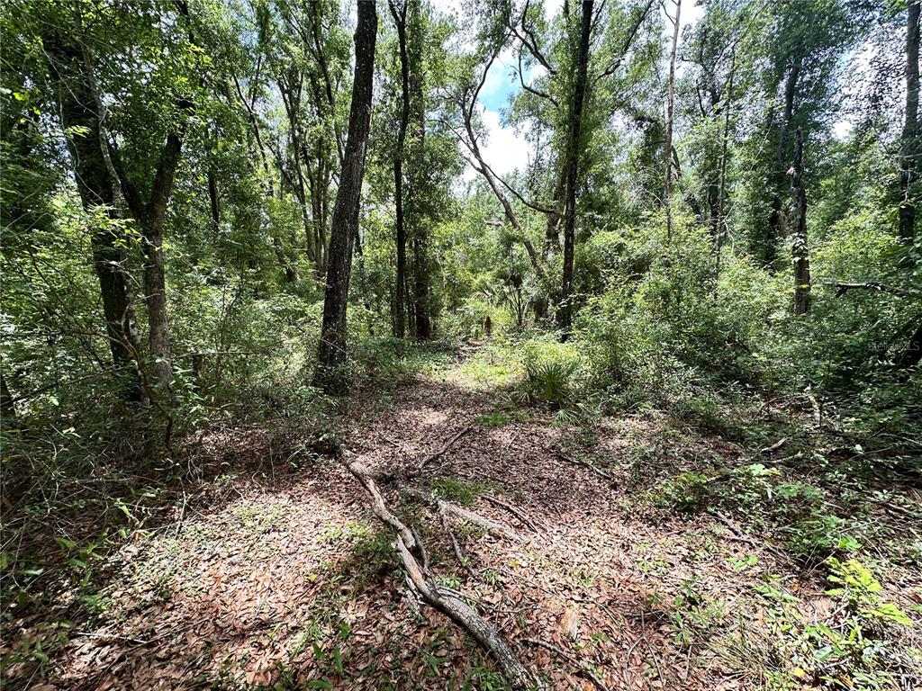 349 North County Road O'Brien, FL 32071 - Photo 11 of 13