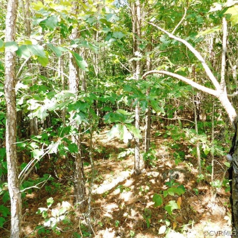 11.76-acres Miller Camp Road Buckingham, VA 23921 - Photo 8 of 14