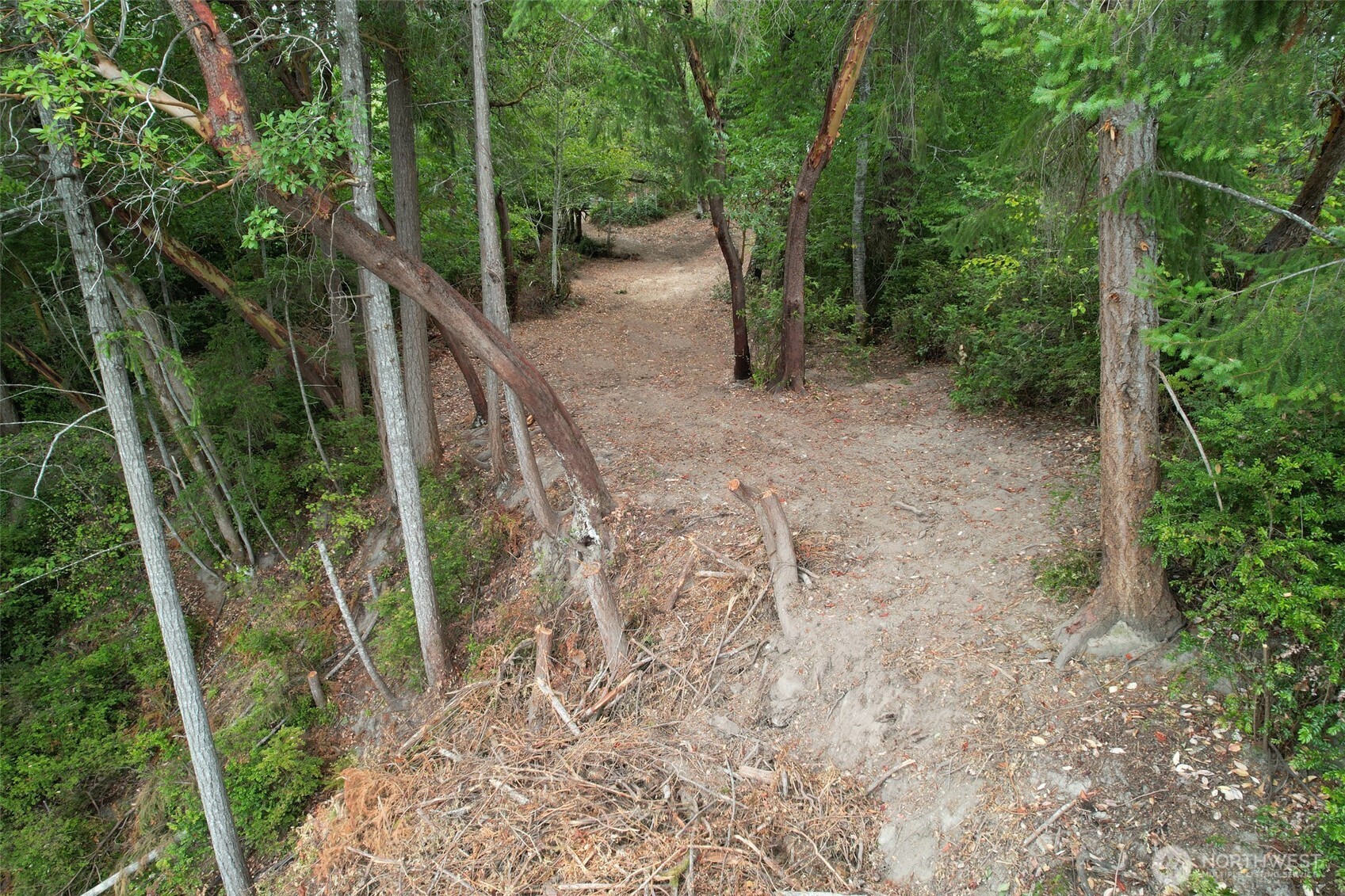 6206 Crescent Beach Road Vaughn, WA 98394 - Photo 16 of 22 a view of a forest with plants and large trees