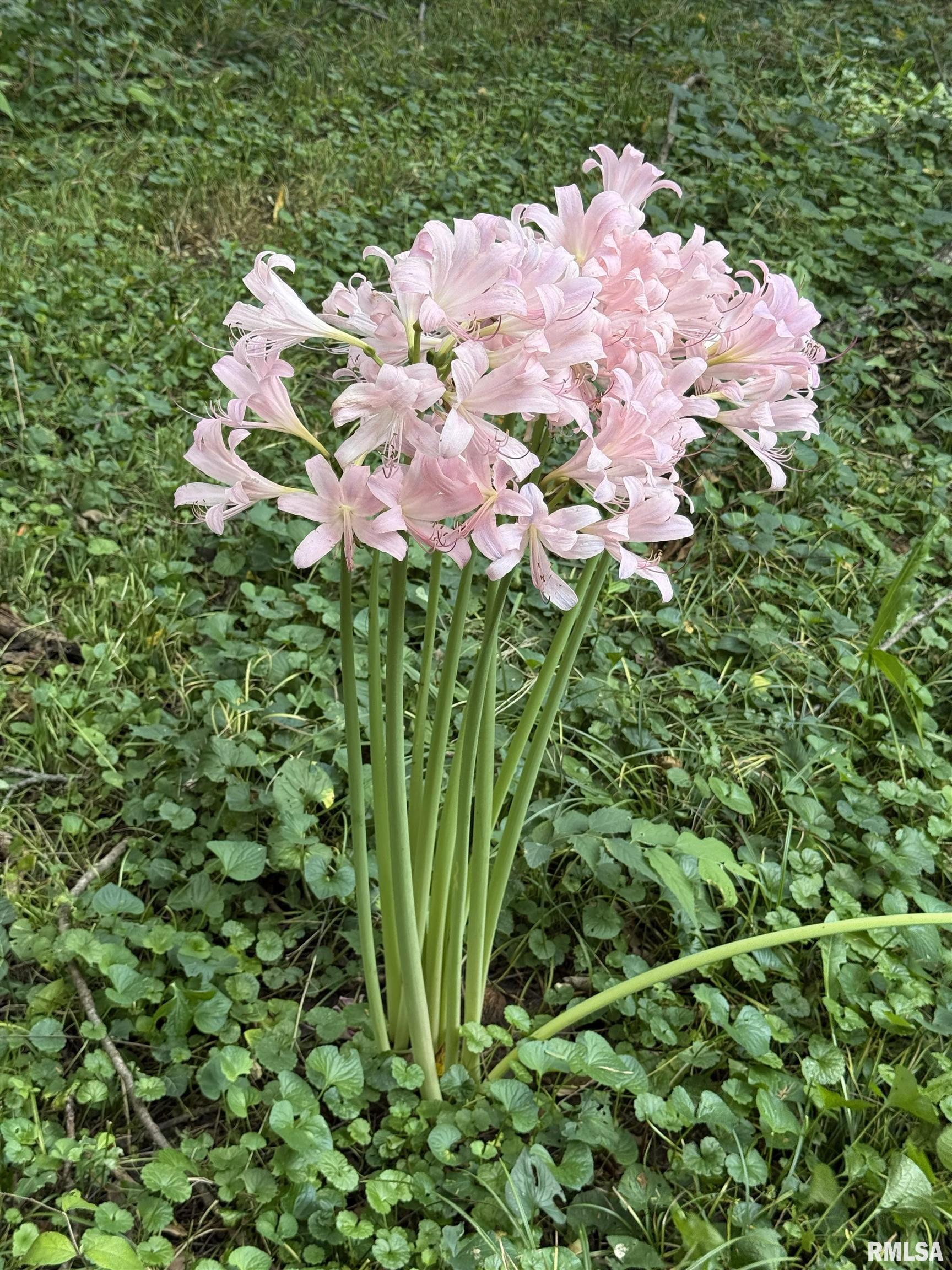 15234 Highway 123 Tallula, IL 62688 - Photo 25 of 30