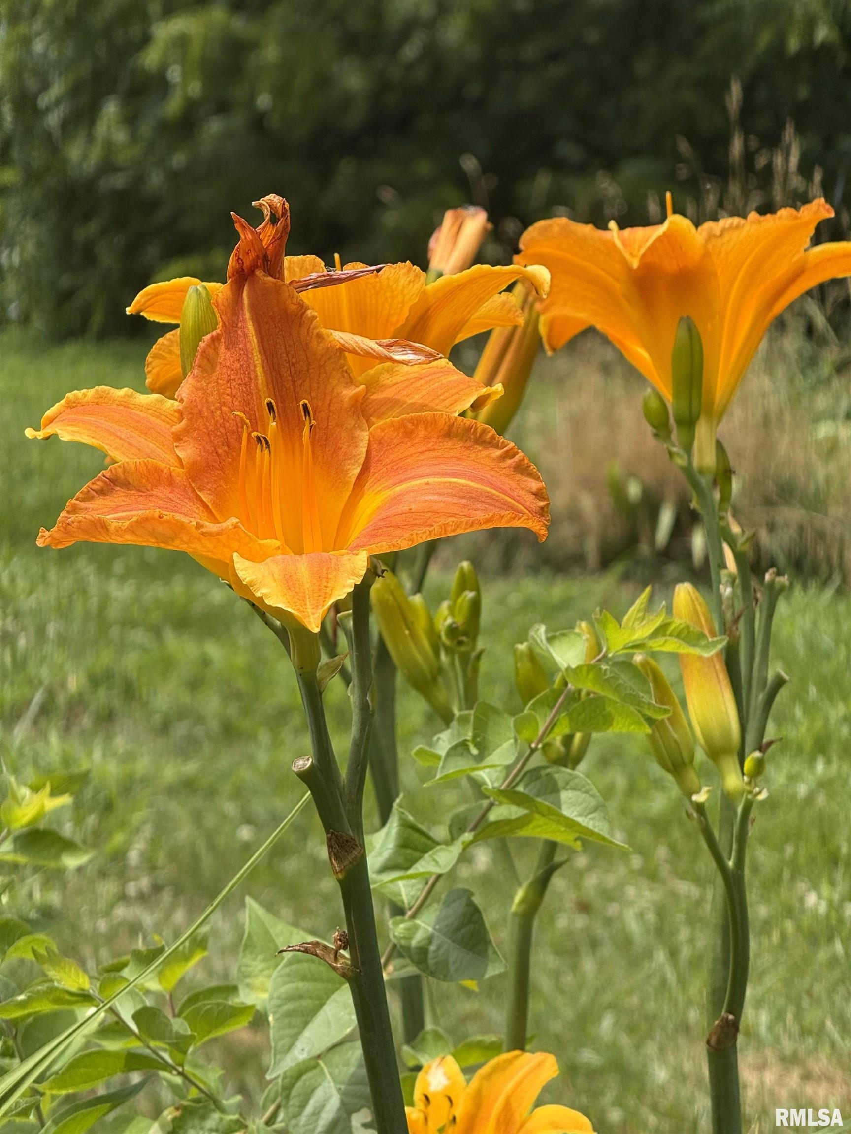 15234 Highway 123 Tallula, IL 62688 - Photo 27 of 30