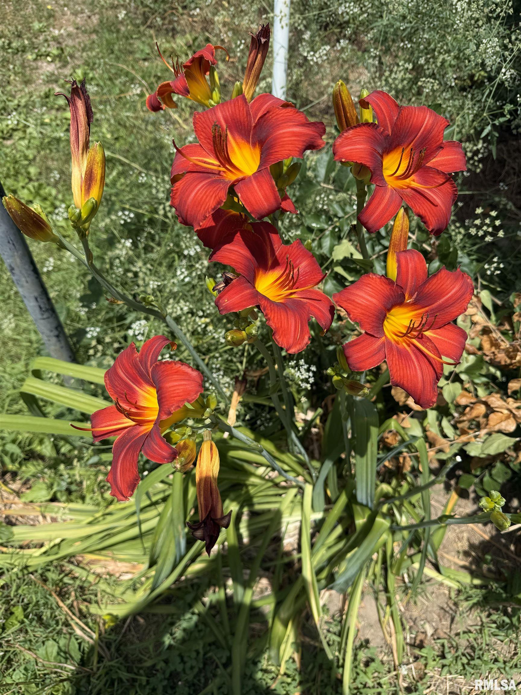 15234 Highway 123 Tallula, IL 62688 - Photo 28 of 30