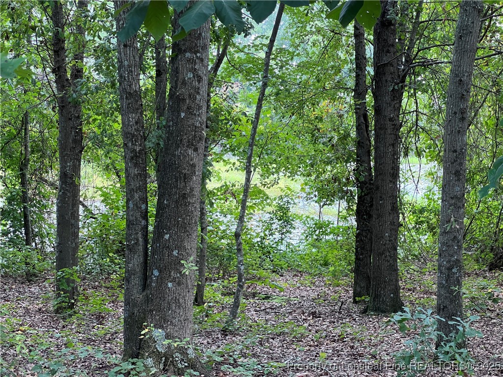 203 United Road Raeford, NC 28376 - Photo 35 of 36 a view of a forest that has large trees