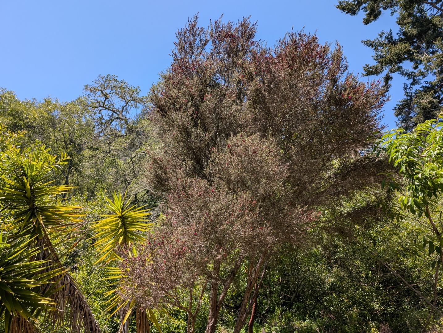 4576 Paul Sweet Road Santa Cruz, CA 95065 - Photo 13 of 29 a view of a tree in a yard