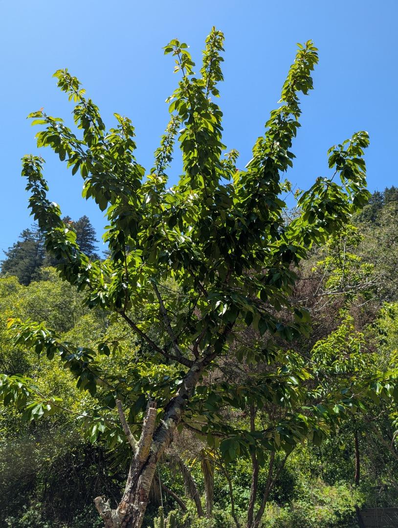 4576 Paul Sweet Road Santa Cruz, CA 95065 - Photo 14 of 29 a view of a plant