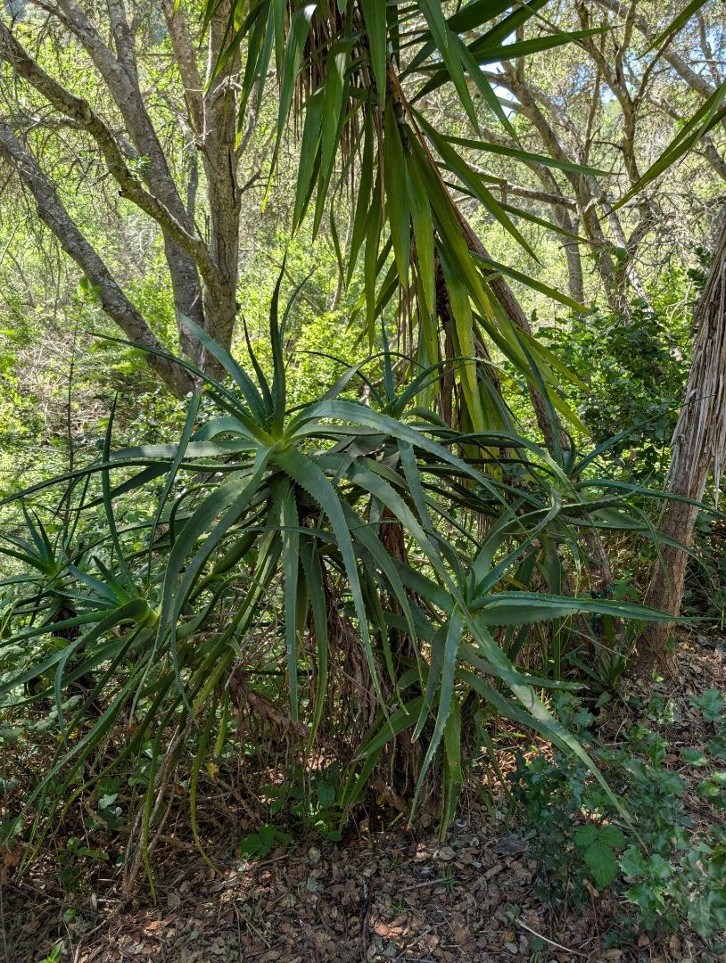 4576 Paul Sweet Road Santa Cruz, CA 95065 - Photo 16 of 29 a plant of a tree