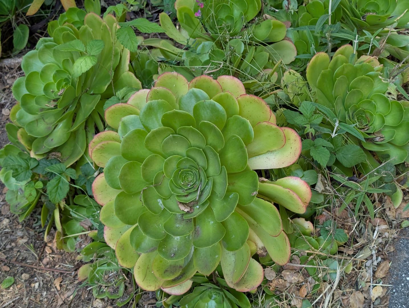 4576 Paul Sweet Road Santa Cruz, CA 95065 - Photo 19 of 29 a backyard of a house with a plant