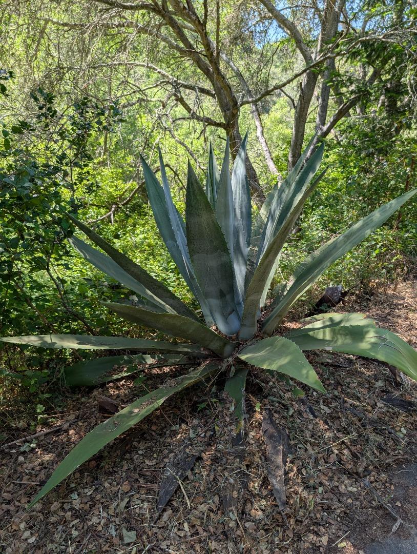 4576 Paul Sweet Road Santa Cruz, CA 95065 - Photo 20 of 29 a view of a yard