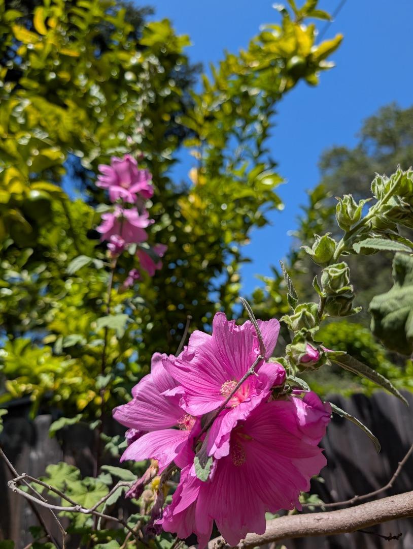 4576 Paul Sweet Road Santa Cruz, CA 95065 - Photo 21 of 29 a view of a flower