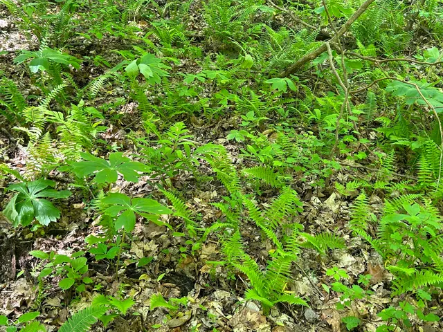 $300,000 | Lot 0 North Briarhopper Road, Monrovia, IN 46157