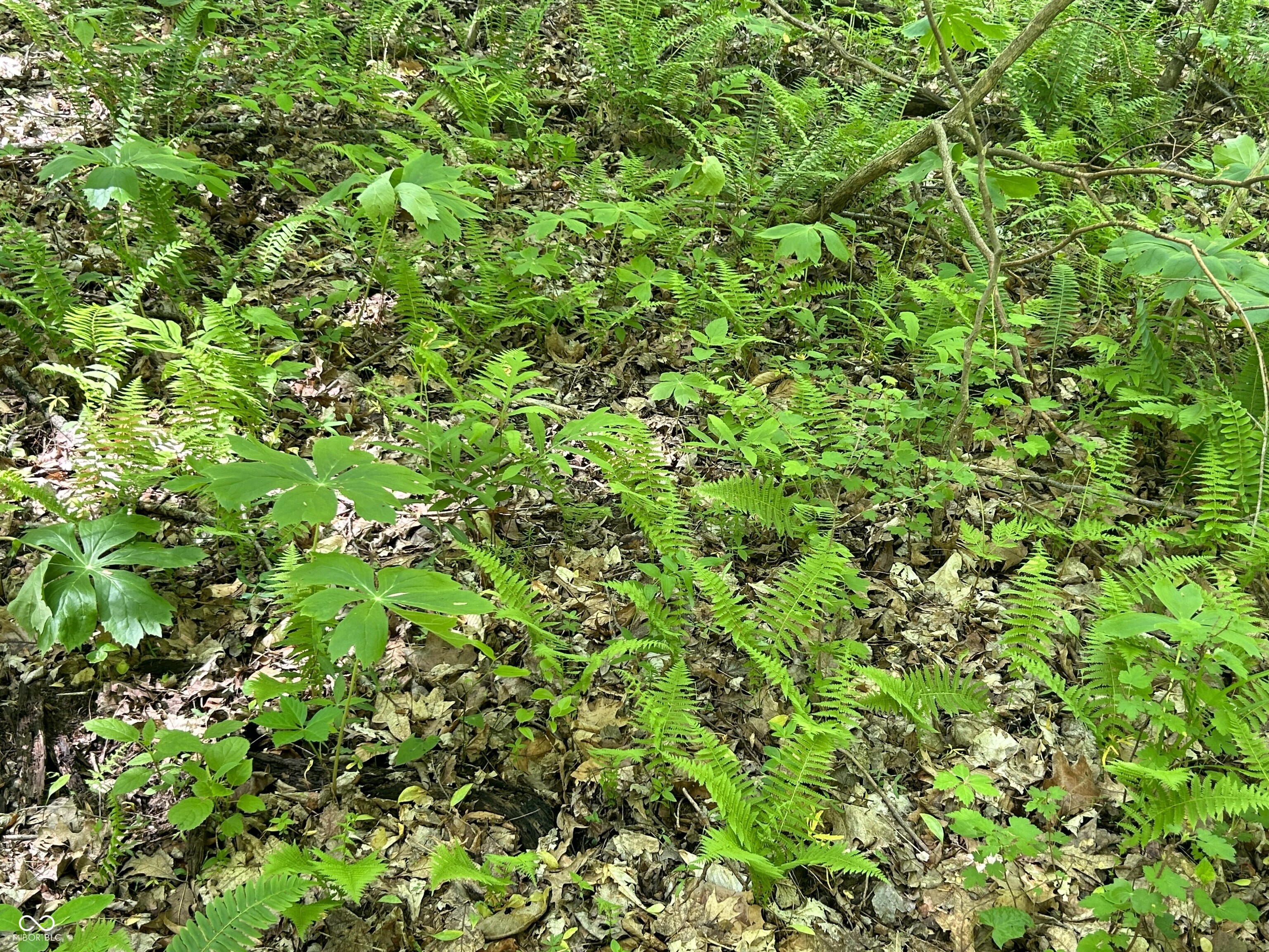 Lot 0 North Briarhopper Road Monrovia, IN 46157 - Photo 18 of 24