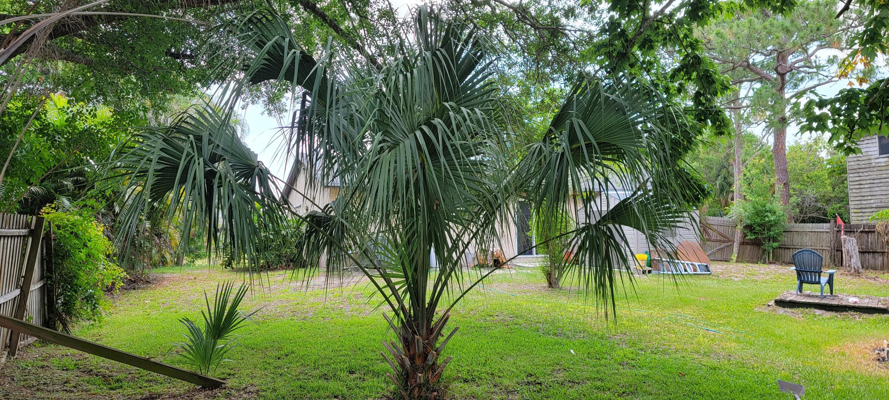 5215 Sunset Boulevard Fort Pierce, FL 34982 - Photo 27 of 30 Back yard