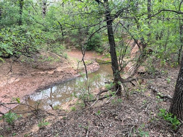 a view of a tree in a yard