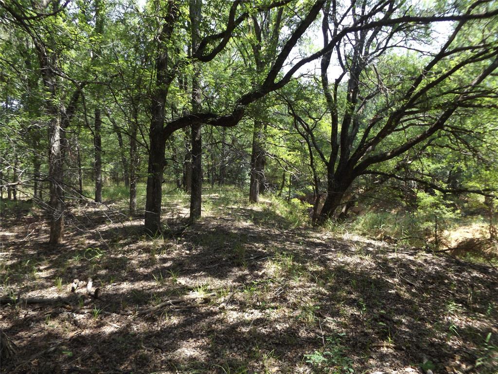 23 Hoffman Road Loving, TX 76460 - Photo 7 of 8 a view of a forest with trees