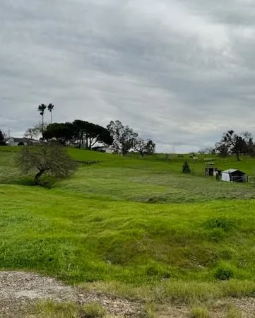 a view of a field with plants and trees