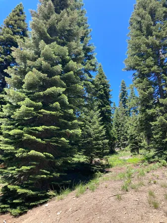 a view of a bunch of trees